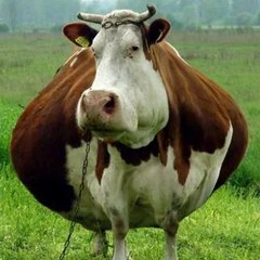 Lembu Jantan