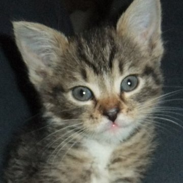 Filou