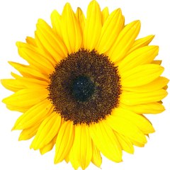 TheSunflowerMovement