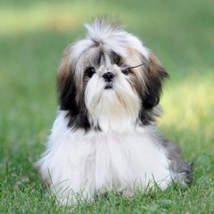 Shih tzu temperament
