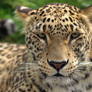 LeopardoGames