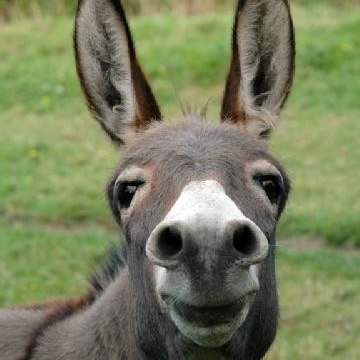 BURRO TV