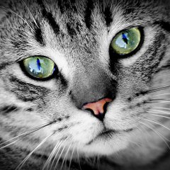 ZóioDeGato