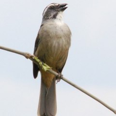Pássaros e Cia MG