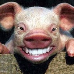porkybp2