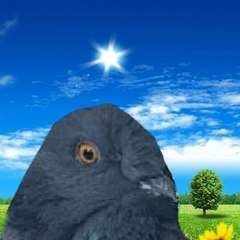 POMBO TV