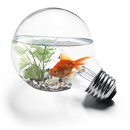 Entertainment Creation