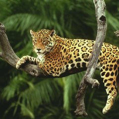The Wildlife