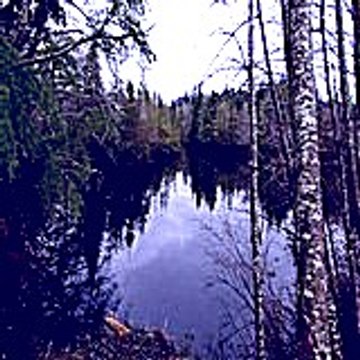 Bemapunum
