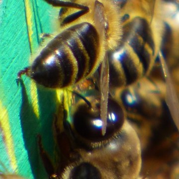 Bee Bee Bee Bee