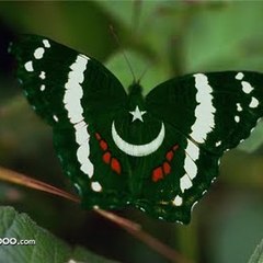 pakistan fun maza