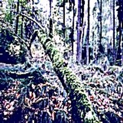 Yifar