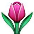 Tulip