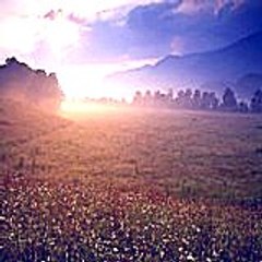 Dovefe