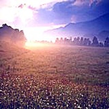 Dovefe