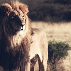 Animal collection
