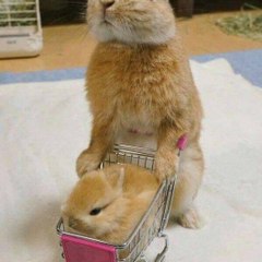 Animals.Land