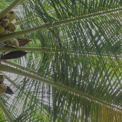 Harishcoconutproducts