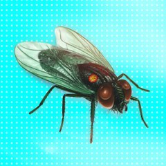 TheGreenFly