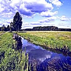Buva