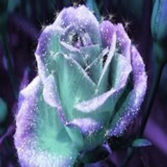 Dacy_Rose