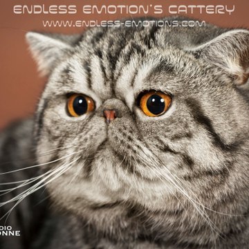 Endless Emotion's Cattery