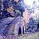 Wojivi