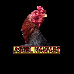 Aseel Nawabi