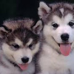 Funny Animal