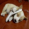 newfunnyvn