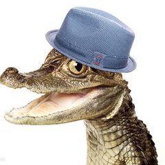 Cozy Crocodile