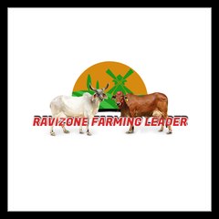 Ravizone Farming Leader