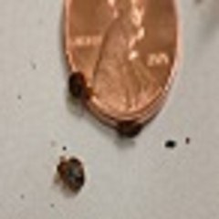 bed bug exterminator
