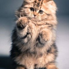 Cats Club