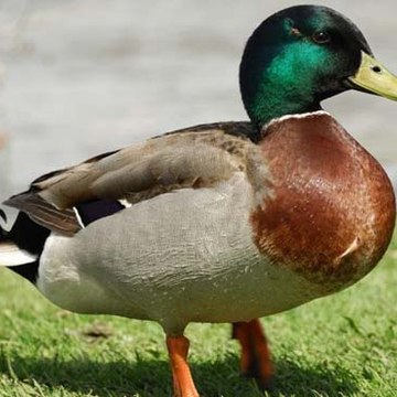 Ducky Bhai