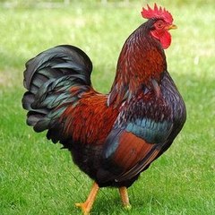 Lagu Kenangan Indonesia