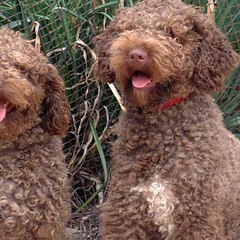 Zuluskyspanishwaterdogs