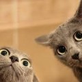 HD Funny