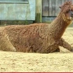 Llama