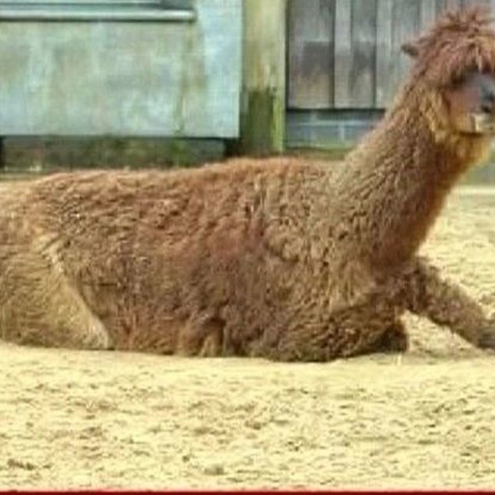 Dailymotion profile picture for @llama