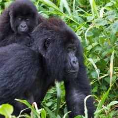 Congo Discovery Safaris