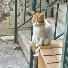 Anima animale