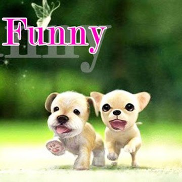 funny video