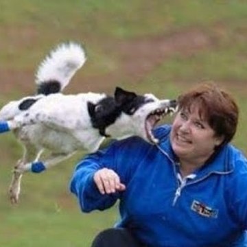 Best Viral Videos