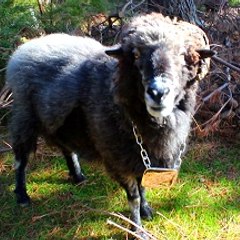 Angry Ram