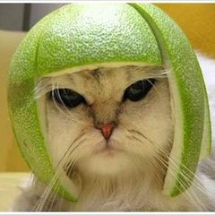 funny videos