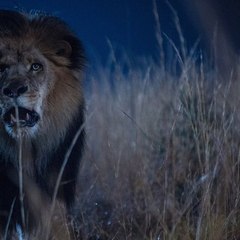 Zoo  [] Full - HD