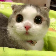 Funny Cats Compilation