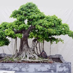 bonsai