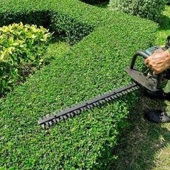 Risinggreenisb